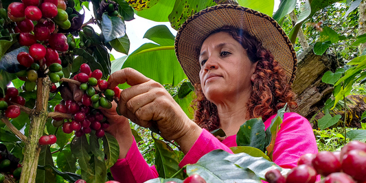 Exploring Colombia's Coffee Growing Regions:  A Flavorful Journey