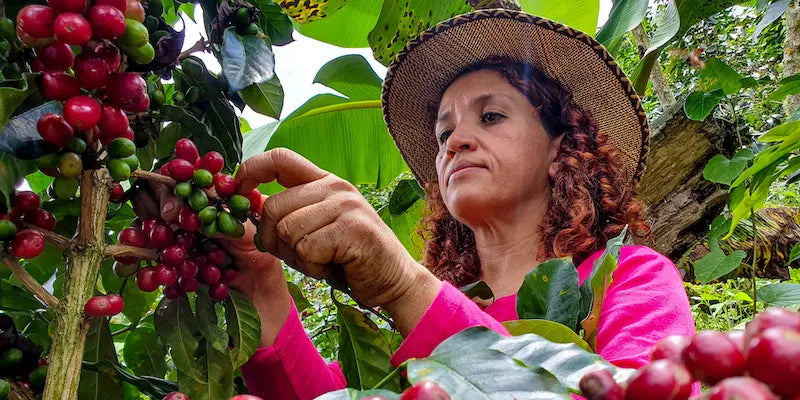 Exploring Colombia's Coffee Growing Regions:  A Flavorful Journey - The Fabulous Bean Coffee Company