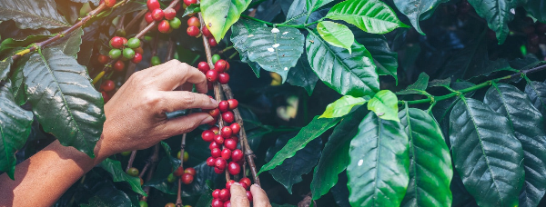 Red ripe coffee cherries being harvested by hand.