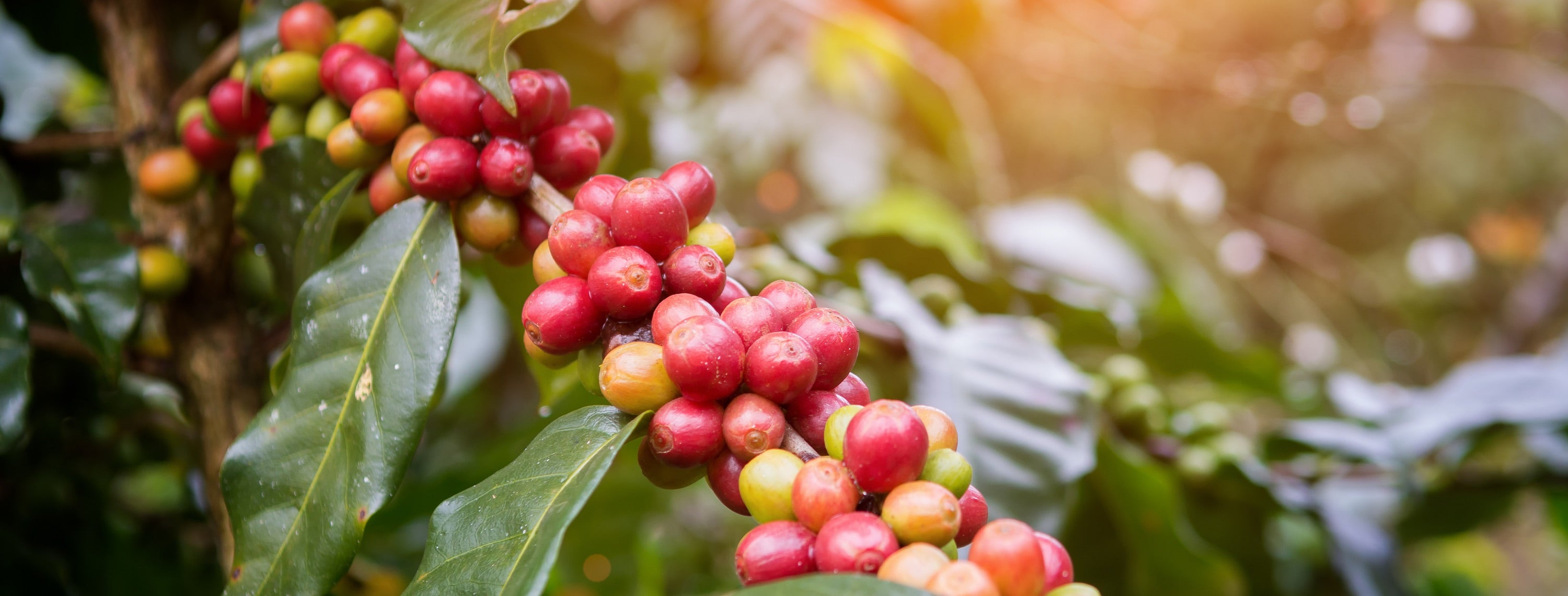 Fabulous Bean Coffee image of red ripe coffee cherries on the branch of a coffee plant.