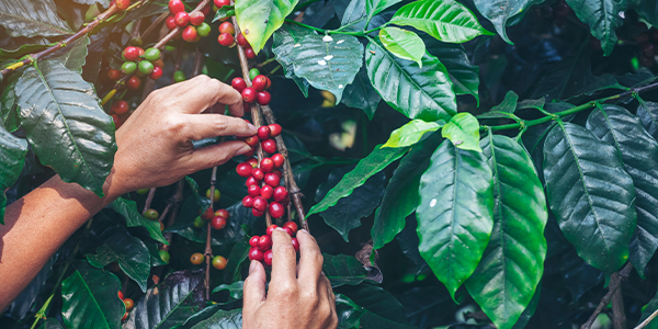 Fabulous Bean Coffee image of red ripe coffee "cherries" being harvested by hand from a branch of a green coffee plant