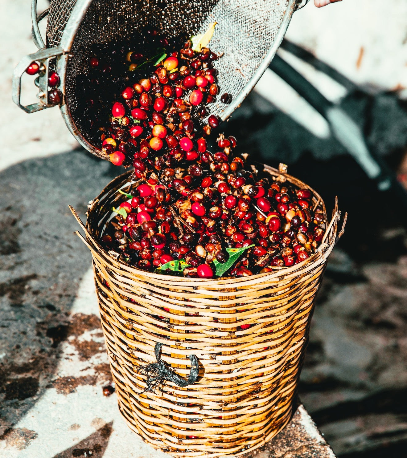 Beautiful ripe, red recently harvested coffee cherries being placed into a wicker basket.
